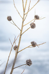 early spring