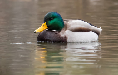 Obraz premium Mallard on the lake. Wild duck on water.