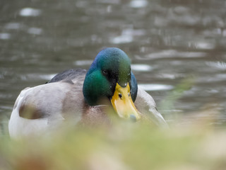 Mallard on the lake. Wild duck on water.