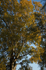 Crown of a tree with colorful autumn leaves