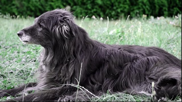 chien au jardin