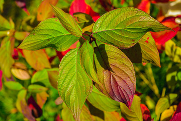 Autumn bush leaves scene. Red autumn leaves close up in autumn forest park