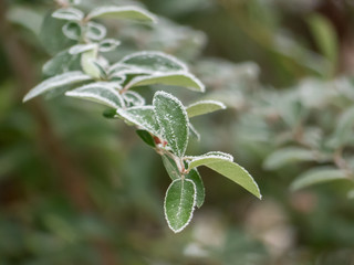 Dry leaves with frost. Dry leaves with frost closeup. Dry frosty leaves.