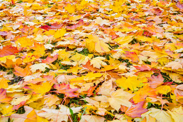 Autumn Fall Maple Leaves on Green Grass