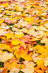 Autumn Fall Maple Leaves on Green Grass