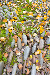 Large pebbles as decorative bent path with yellow fallen autumn leaves