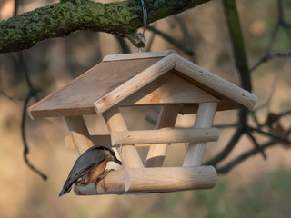 Winter Feed for birds. Eurasian nuthatch in winter feed.