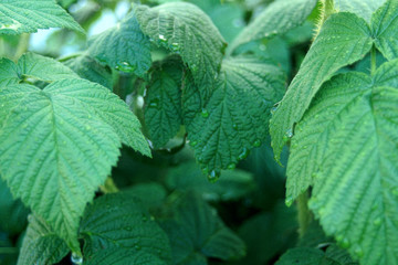 raspberry leaves background