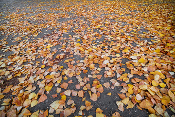 Yellow fallen birch leaves on an asphalt road. Selective focus