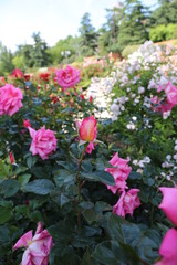 Obraz premium Rosas