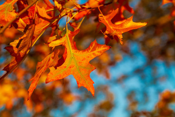 Red maple leaves against the blue sky. Autumn concept. Closeup, selective focus