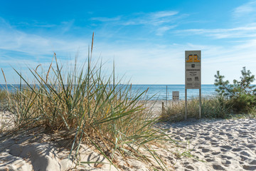 Beach grass close to the dune transition at Prora beach in the Baltic resort of Binz on the island...