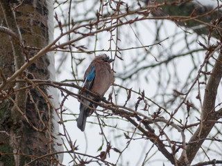 Eurasian jay on the snowy tree. Garrulus glandarius on tree.
