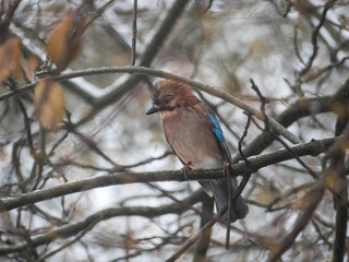 Eurasian jay on the snowy tree. Garrulus glandarius on tree.