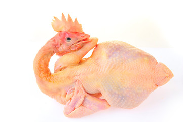 Chicken isolated on a white background