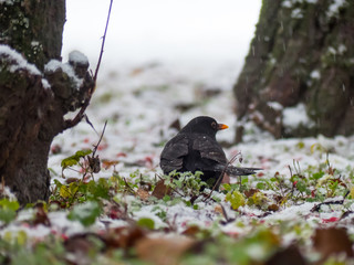 Blackbird on the ground. It is snowing in background.