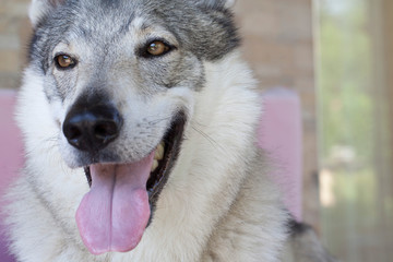 Obraz premium cane lupo cecoslovacco