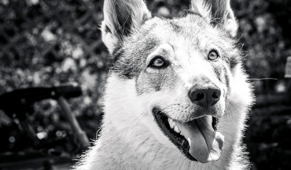 cane lupo cecoslovacco