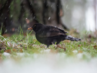 Blackbird on the ground. It is snowing in background.