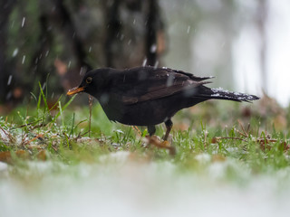 Blackbird on the ground. It is snowing in background.