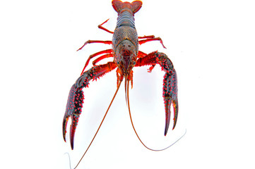 Lobster on a white background