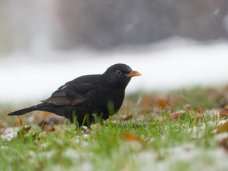 Blackbird on the ground. It is snowing in background.