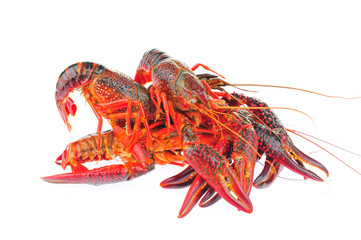 Lobster on a white background