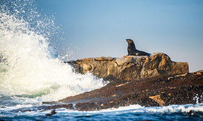 Cape fur seal lay on rocks. Scientific name: Arctocephalus pusillus pusillus.  Waves crash along the stone coast with splashes. South Africa. Seal Island in False Bay.