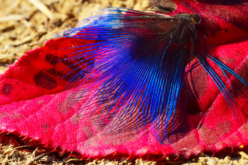 color feather and red leaves