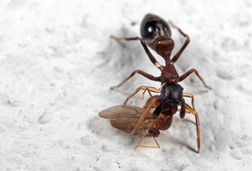 Macro Photo of Ant Mimic Jumping Spider Biting on Prey on White Floor