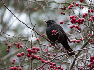 Thrush on a tree with red berries. Blackbird on a tree.