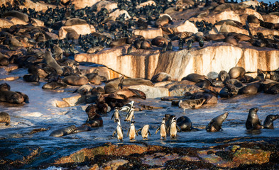 Fototapeta na wymiar African Penguins on Seal Island. Seals colony on the background. African penguin, Spheniscus demersus, also known as the jackass penguin and black-footed penguin. False Bay. South Africa.