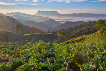 Fototapeta na wymiar Landscape of sunrise on Mountain at Doi Luang Chiang Dao, ChiangMai Thailand