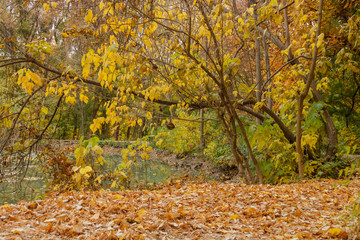 autumn in the park