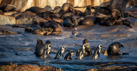 African Penguins on Seal Island. Seals colony on the background. African penguin, Spheniscus demersus, also known as the jackass penguin and black-footed penguin. False Bay. South Africa.