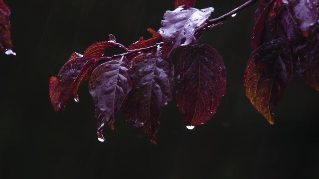 Prune tree under a pelting rain
