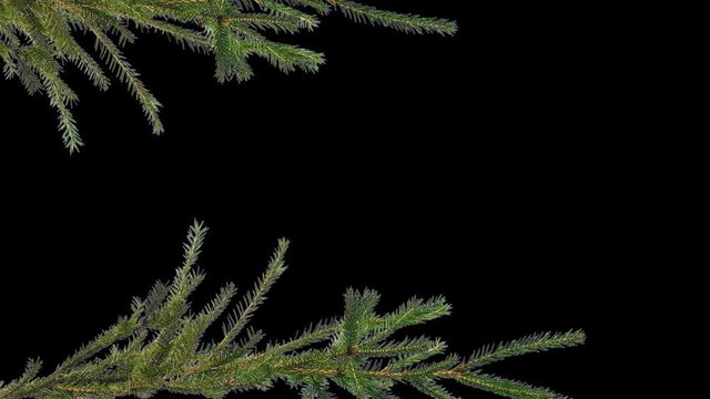 branches of a coniferous tree on the edges of the screen on an isolated background