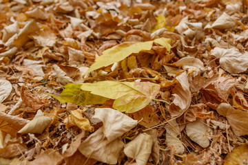 Golden leaves on the ground