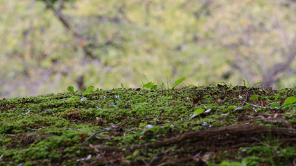 苔の生えた地面