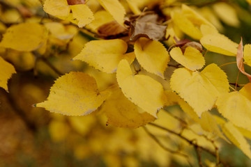 Golden, yellow leaves
