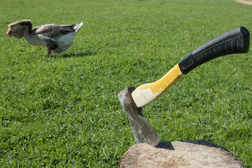 old axe in a stump in a meadow against a walking goose