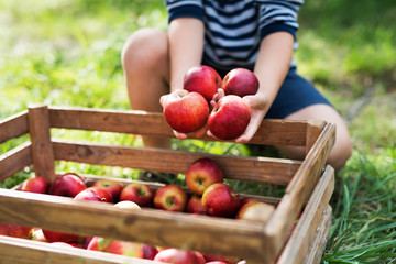 A small boy putting apples in a wooden box in orchard.