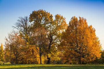 Autumn park landscape with multi-colored trees and clear blue sky