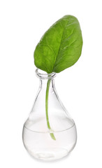 Vase with fresh aromatic sorrel on white background