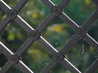 Gitter mit Spinnennetz