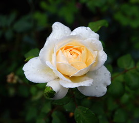Garten,Rose,Blüte