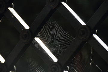 Gitter mit Spinnennetz