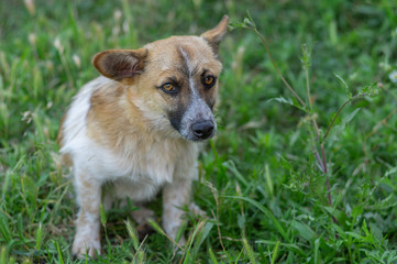 Naklejka na ściany i meble Portrait of cute small mixed breed dog with suspicious look sitting in summer grass