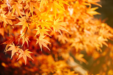 Autumn maple momiji leaf. Seasonal natural foliage in fall season. Natural background with copy...