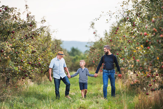 A small boy with father and grandfather walking in apple orchard in autumn.